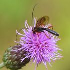 Distelblüte mit Schlupfwespe