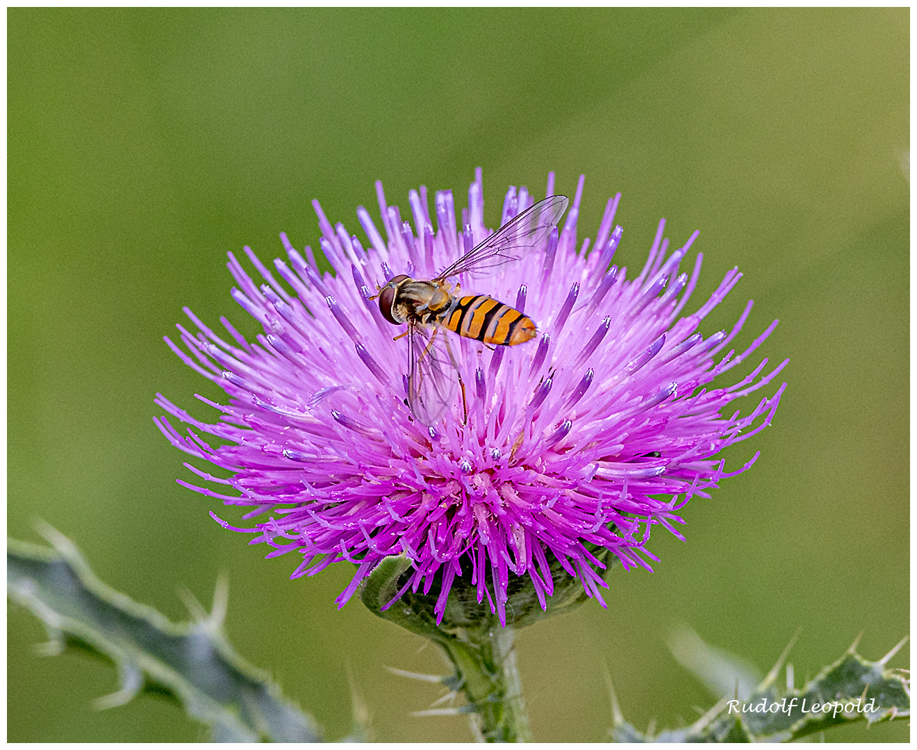 Distelblüte mit Schwebfliege