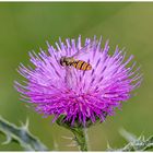 Distelblüte mit Schwebfliege