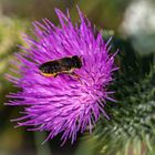 Distelblüte mit Wildbiene