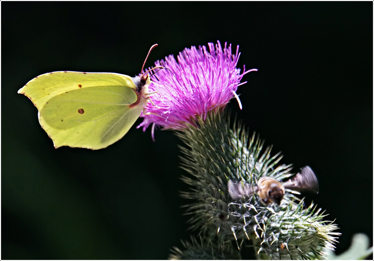 Distelblüte mit Zitronenfalter