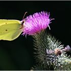 Distelblüte mit Zitronenfalter