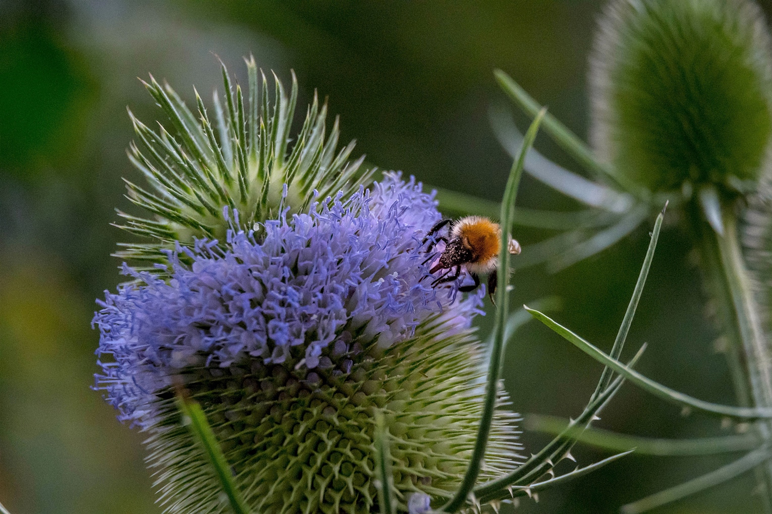 Distelblüte und Brummer