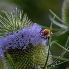 Distelblüte und Brummer