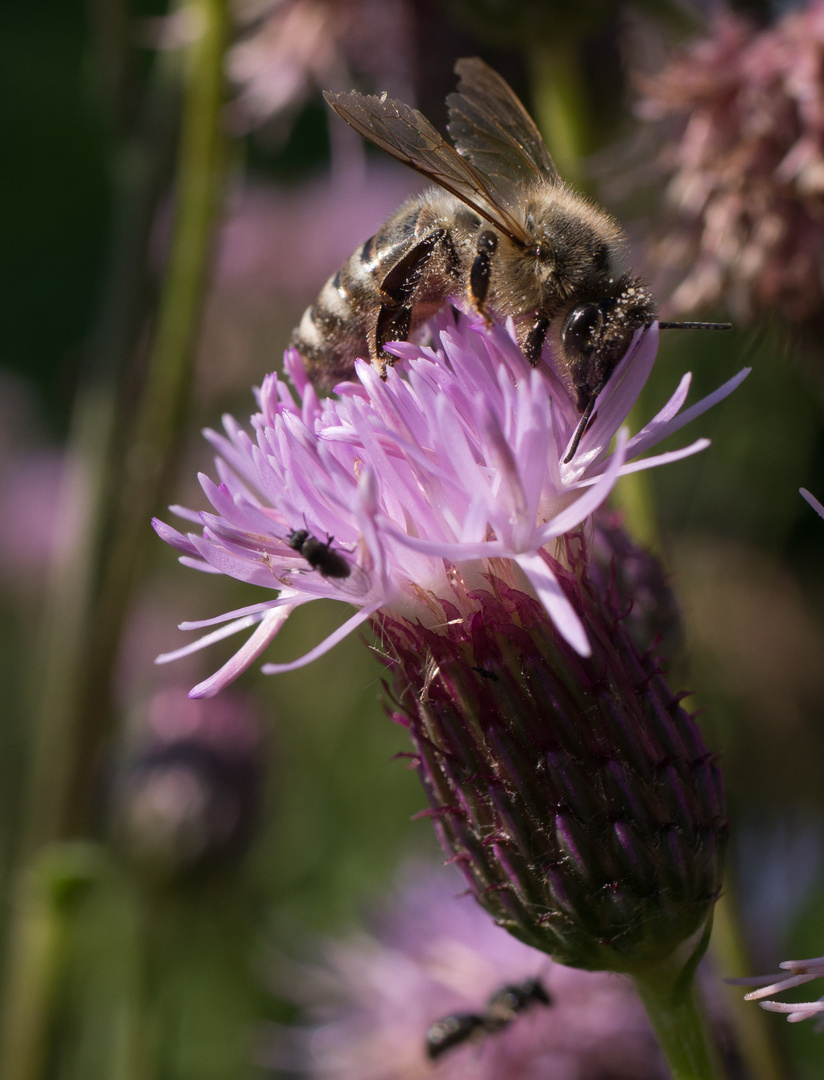 Distelblüte und fleissige Biene
