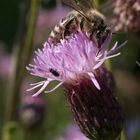 Distelblüte und fleissige Biene