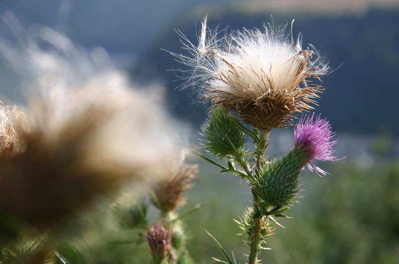 Distelblüte und Samenstand