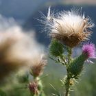 Distelblüte und Samenstand