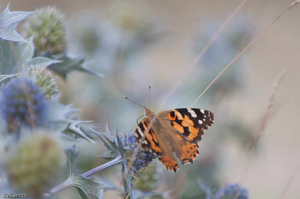 Distelblüte und Schmetterling