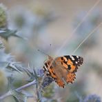 Distelblüte und Schmetterling