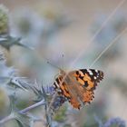 Distelblüte und Schmetterling