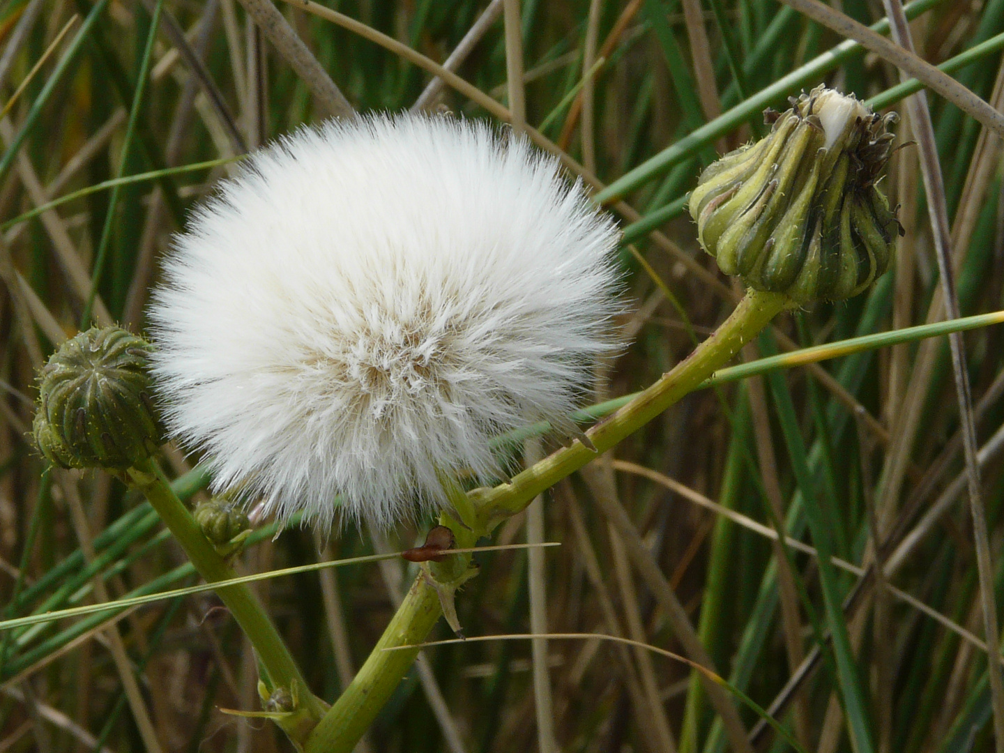 Distelblüte wie ein Wattebausch