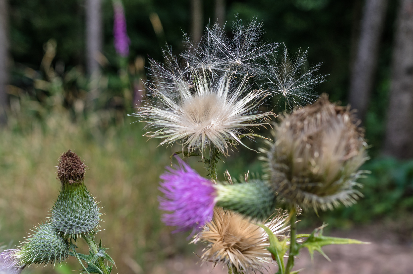 Distelblüten