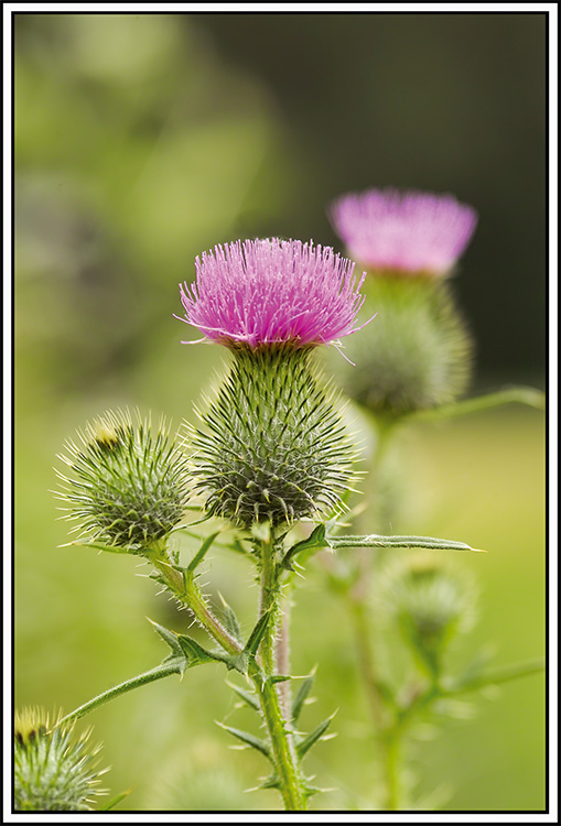 Distelblüten