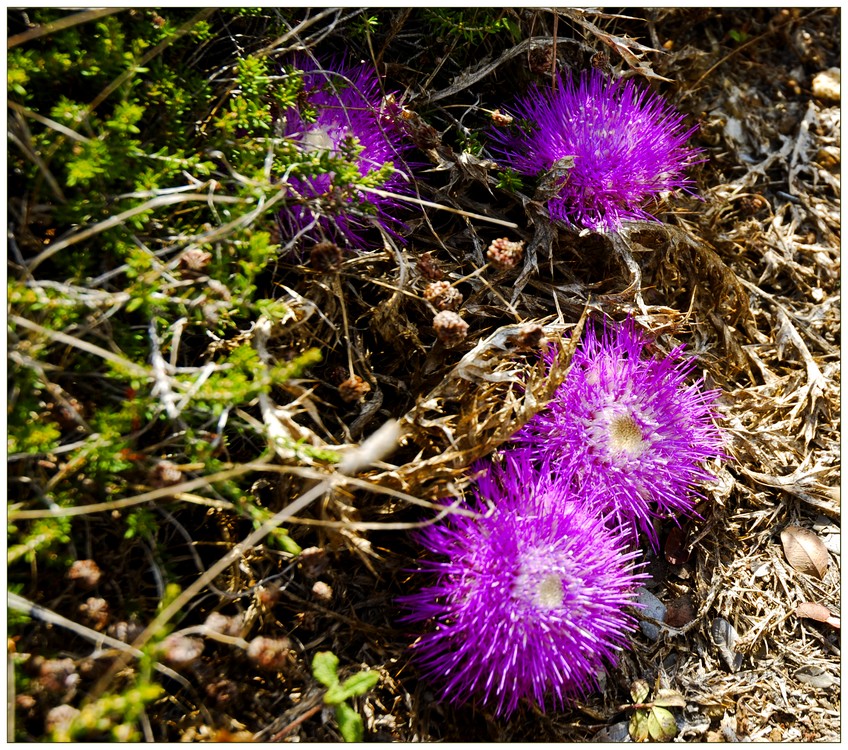 Distelblüten ...