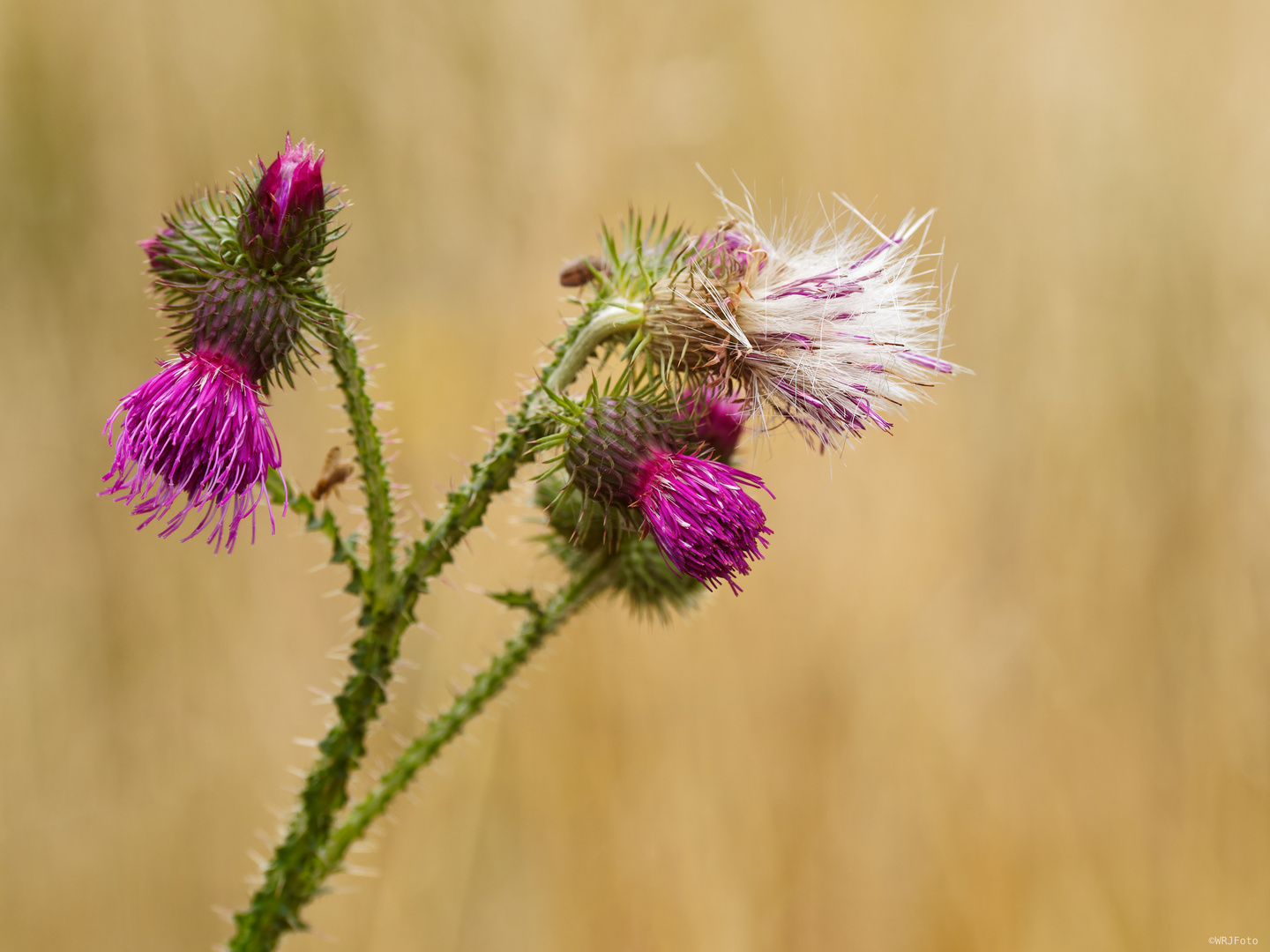 Distelblüten