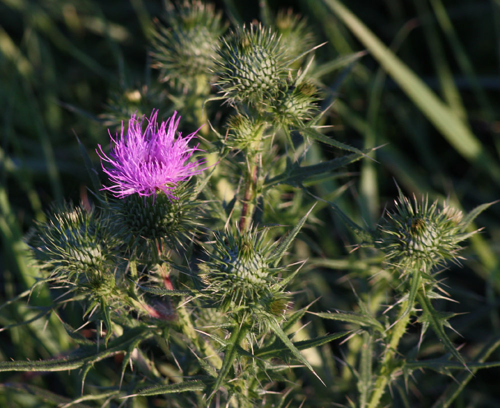 Distelblüten