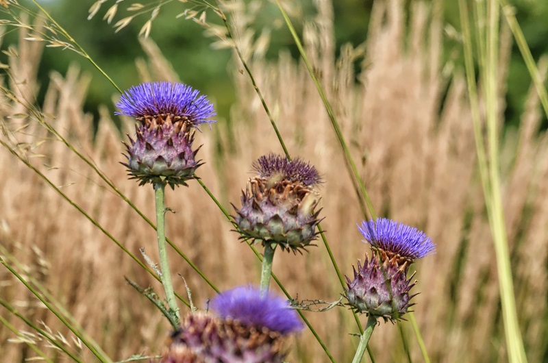 Distelblüten