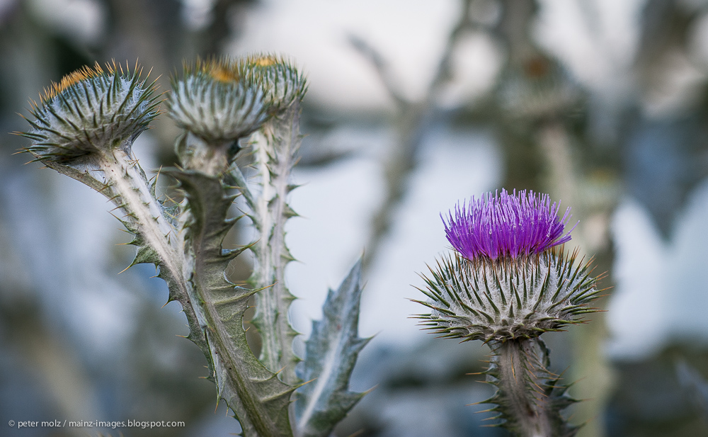 Distelblüten am Rhein