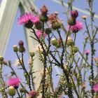 Distelblüten am Ufer der Severinsbrücke 1