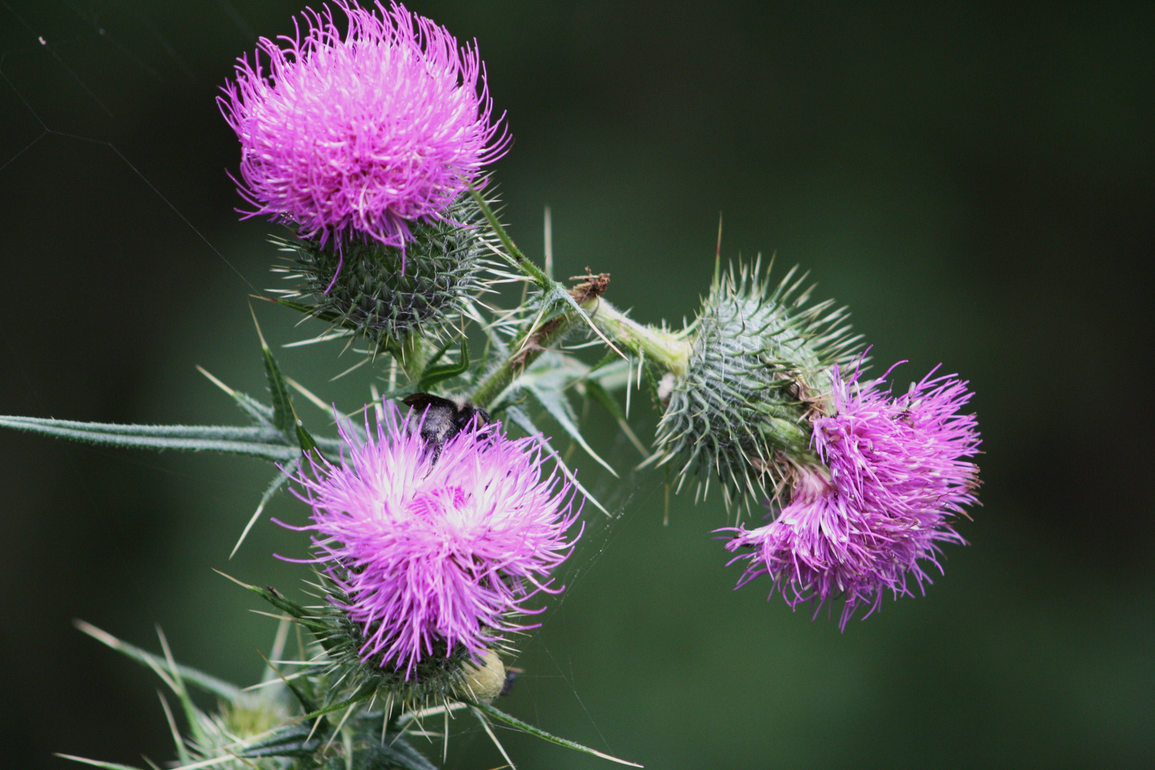 Distelblüten