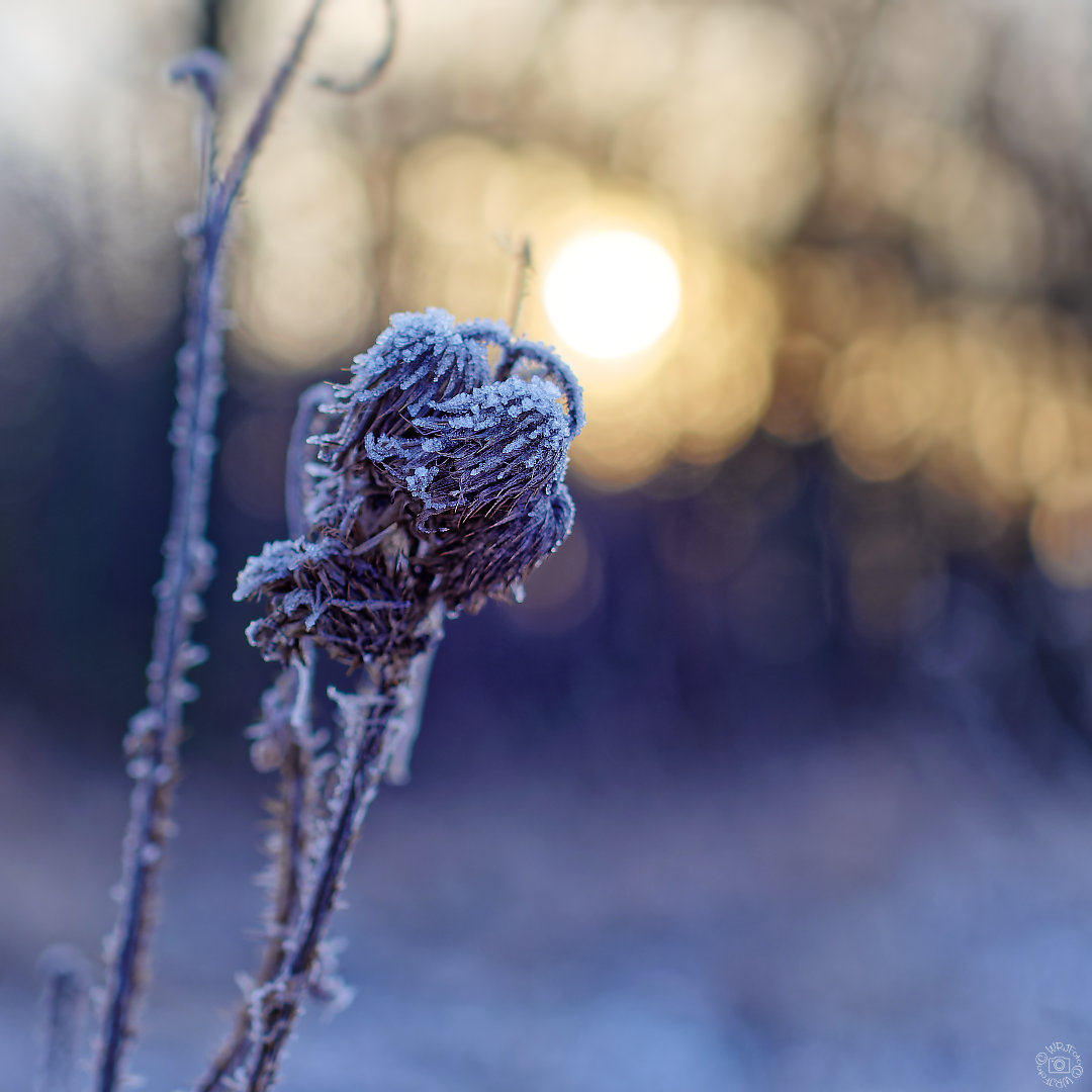 Distelblüten 