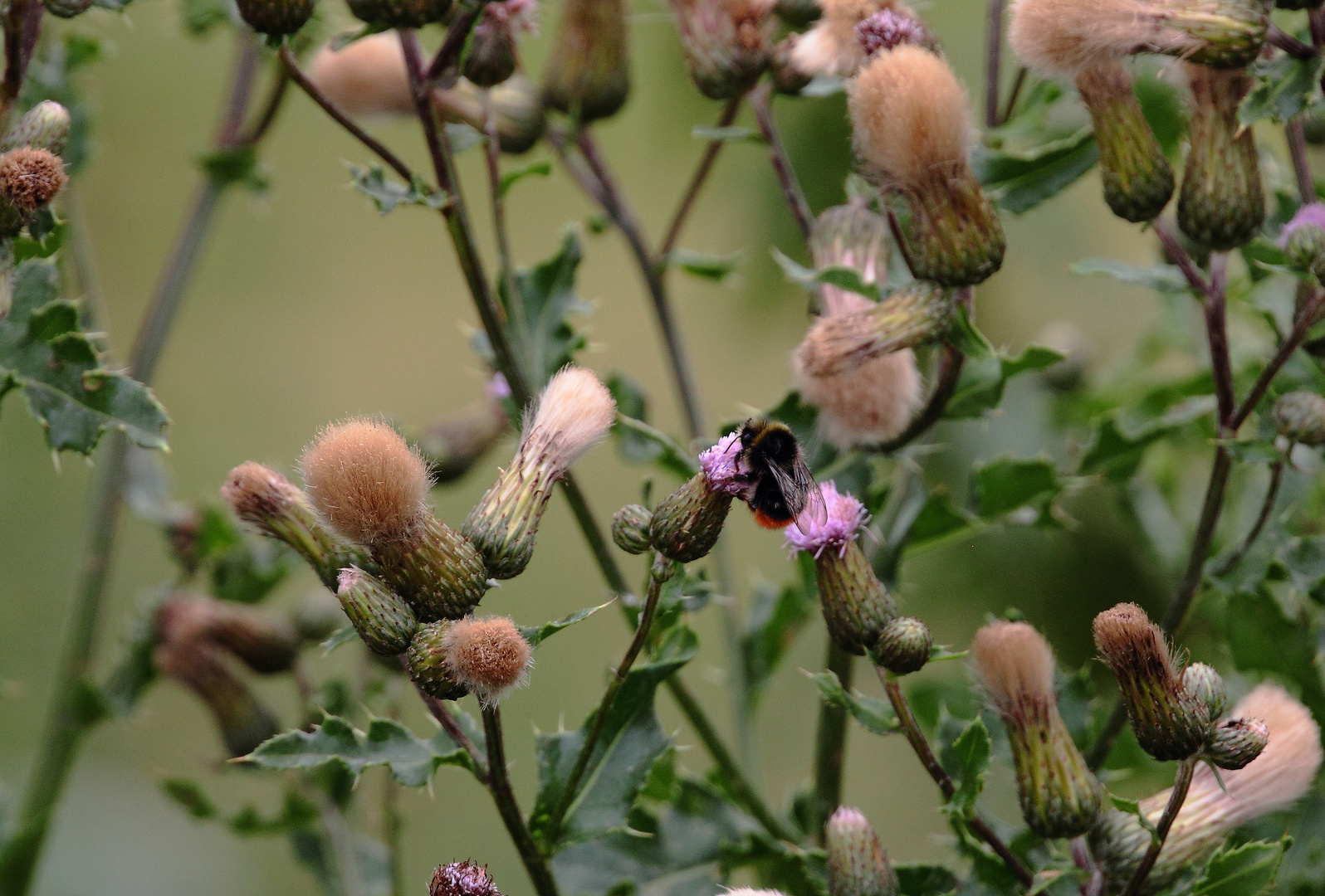 Distelblüten mit Steinhummel