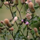 Distelblüten mit Steinhummel