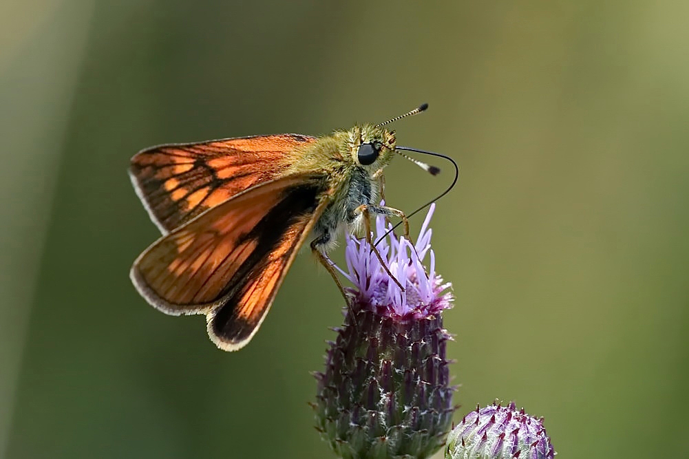 Distelblüten sind begehrt