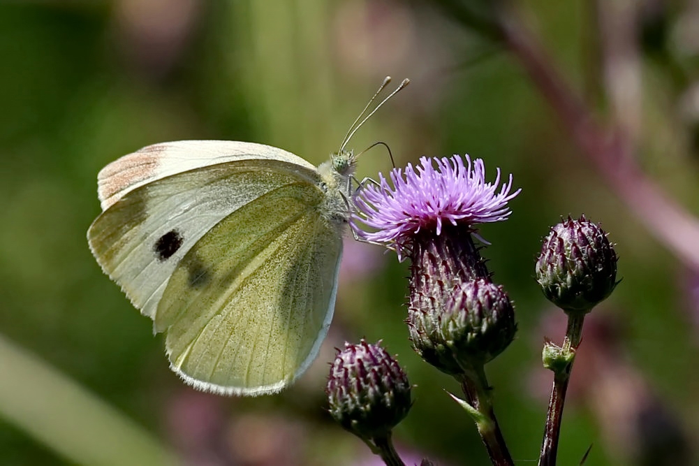 Distelblüten sind begehrt