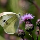 Distelblüten sind begehrt