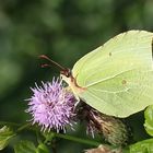 Distelblüten sind beliebt....