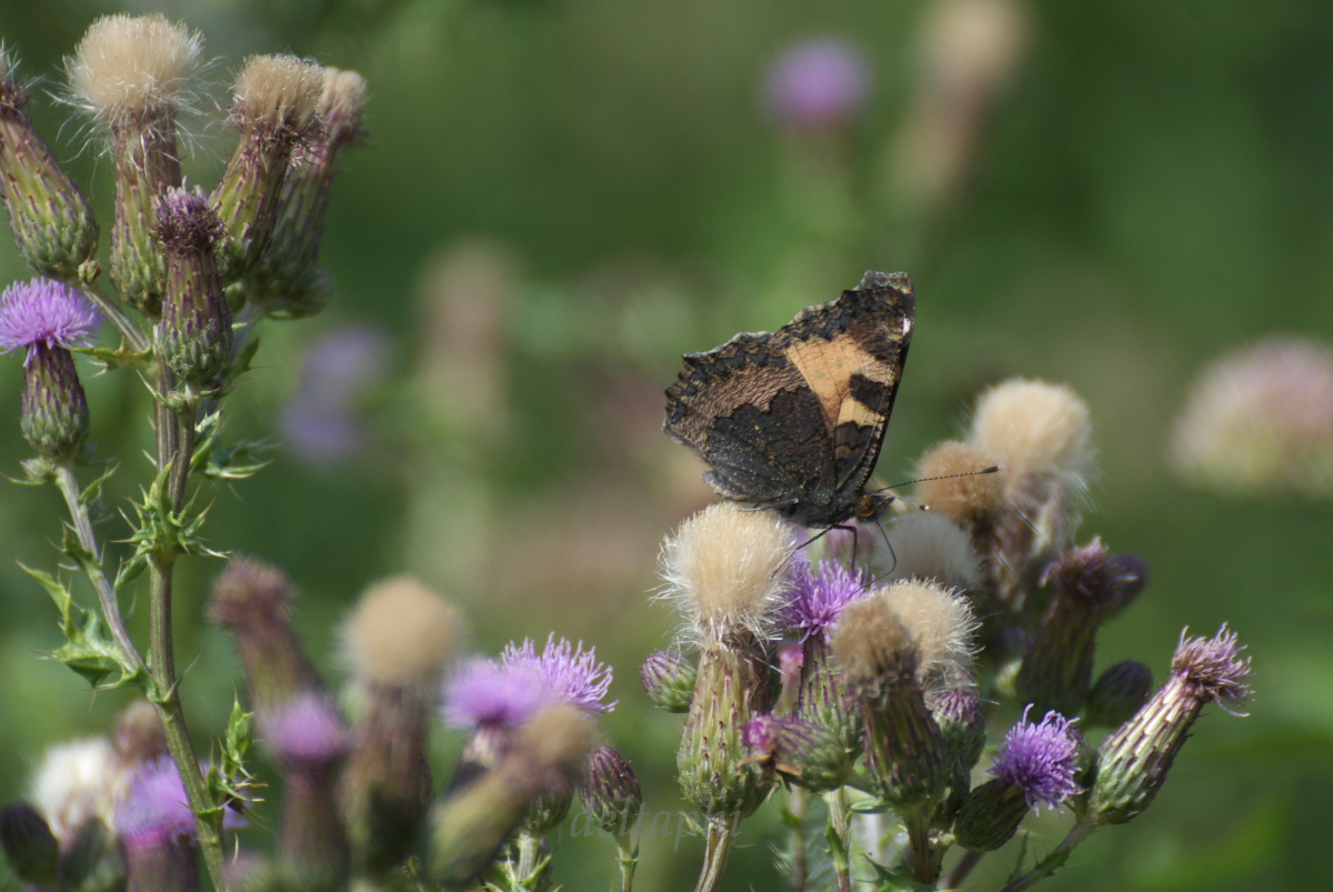 Distelblüten und ein Kleiner Fuchs