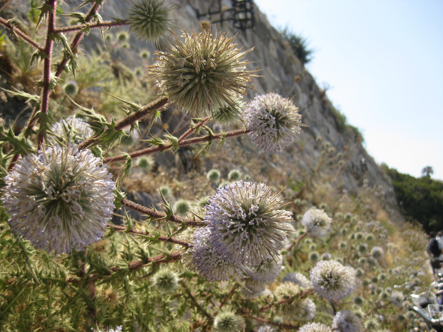 Distelblumen auf Kos