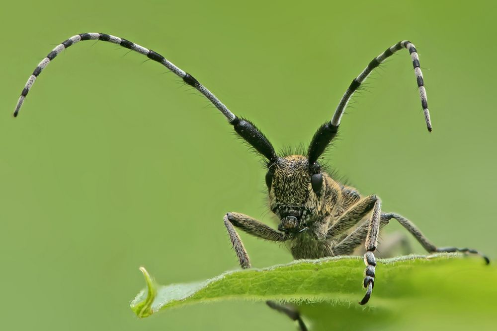 Distelbock 