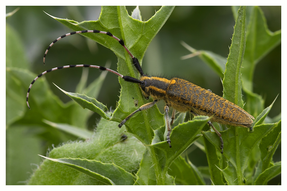 Distelbock = Agapanthia dahli