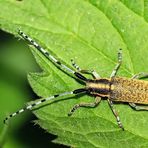 Distelbock [Agapanthia villosoviridescens]