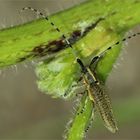 Distelbock ( Agapanthia villosoviridescens )