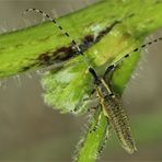 Distelbock ( Agapanthia villosoviridescens )