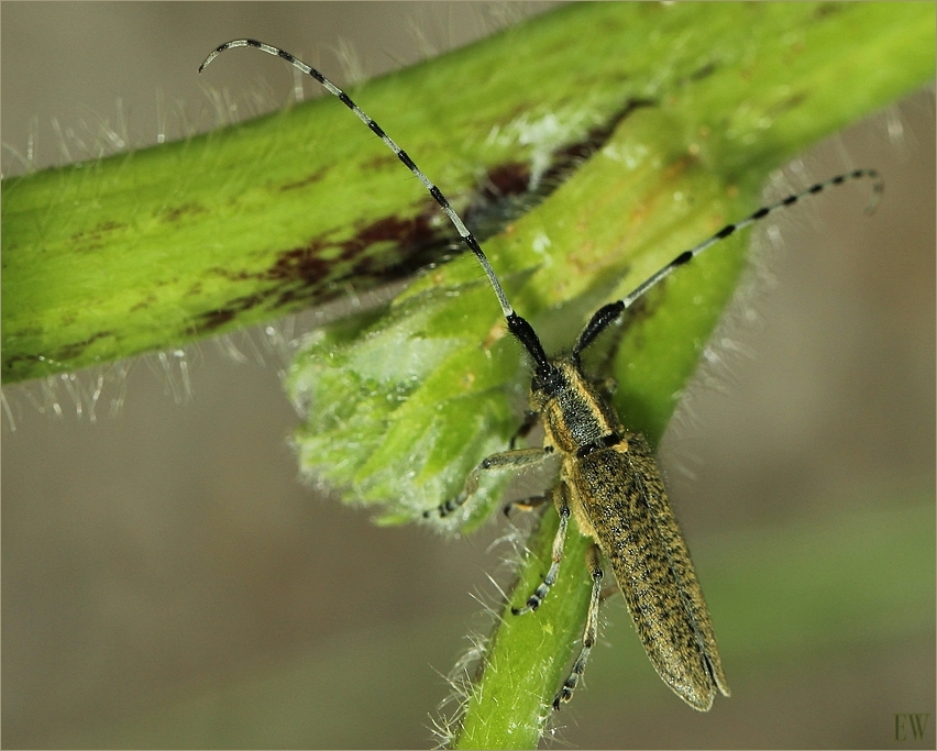 Distelbock ( Agapanthia villosoviridescens )