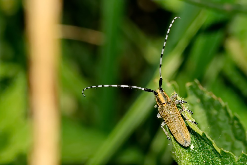 Distelbock [Agapanthia villosoviridescens]