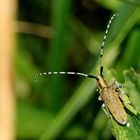 Distelbock [Agapanthia villosoviridescens]