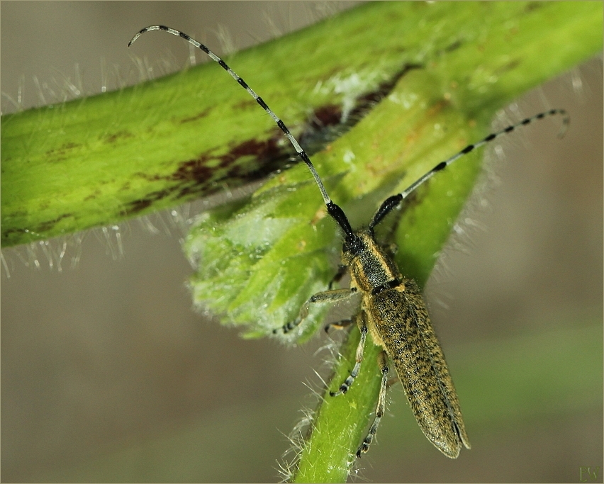 Distelbock (Agapanthia villosoviridescens)