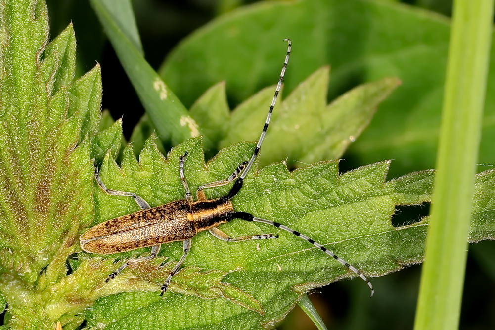 Distelbock [Agapanthia villosoviridescens]