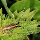 Distelbock [Agapanthia villosoviridescens]