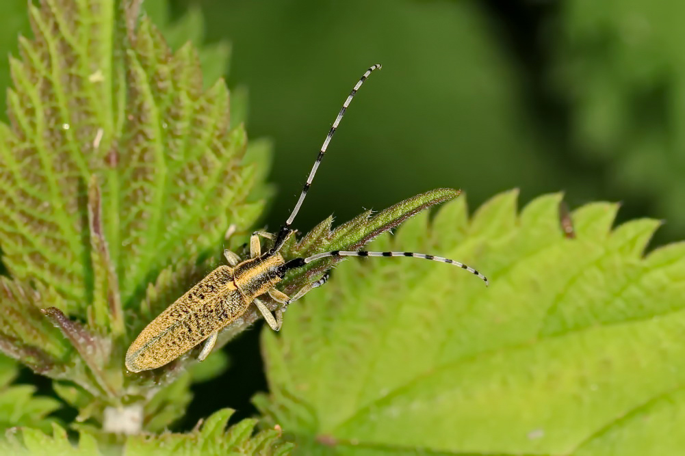 Distelbock [Agapanthia villosoviridescens]