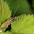 Distelbock [Agapanthia villosoviridescens]