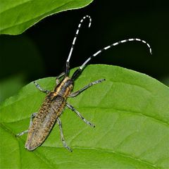 Distelbock (Agapanthia villosoviridescens)