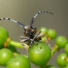 Distelbock auf meinen Weintraubenansätzen