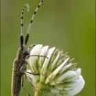 Distelbock